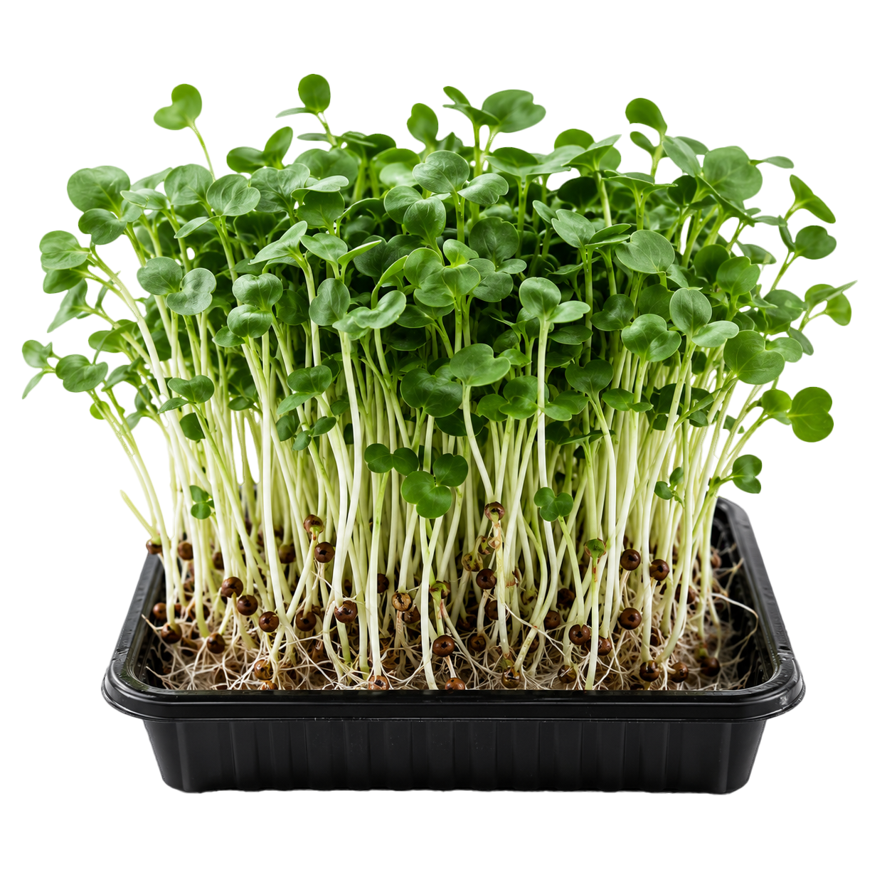 Microgreens tray
